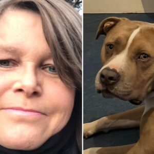 Podcast: Dover woman taken to court after rescue dog she thought was a Staffordshire bull terrier turned out to be an XL bully
