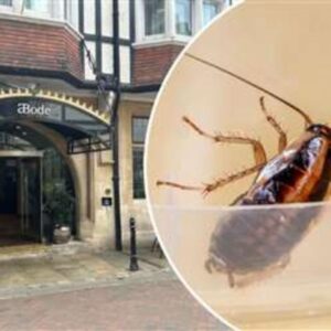 Podcast: Hygiene inspectors find cockroaches at ABode Canterbury hotel in the High Street